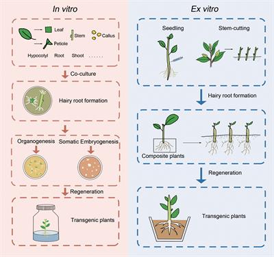 Agrobacterium rhizogenes: paving the road to research and breeding for woody plants